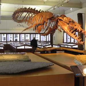 tarif museum histoire naturelle nantes