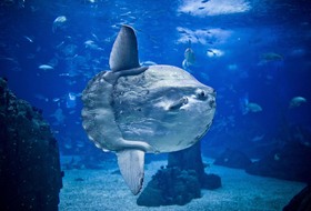 Parking Oceanario de Lisboa à Lisbonne : tarifs et abonnements - Parking de musée | Onepark